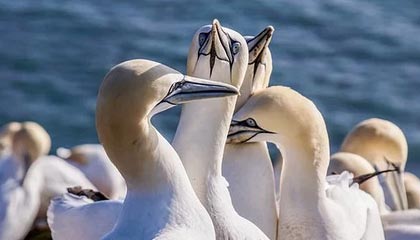 新闻报道的故事建构与思辨路径研究