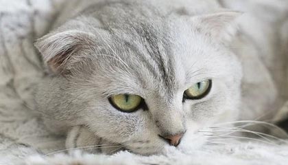 【论坛】川观新闻评论员：光影为桥 共赏文明之美