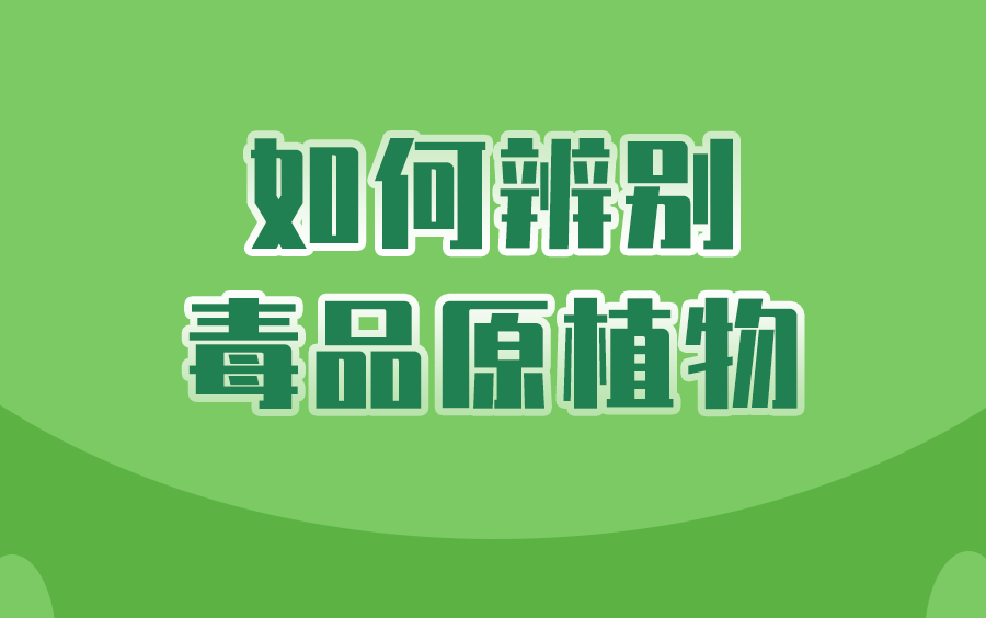 全面踏查，确保罂粟“零种植”！