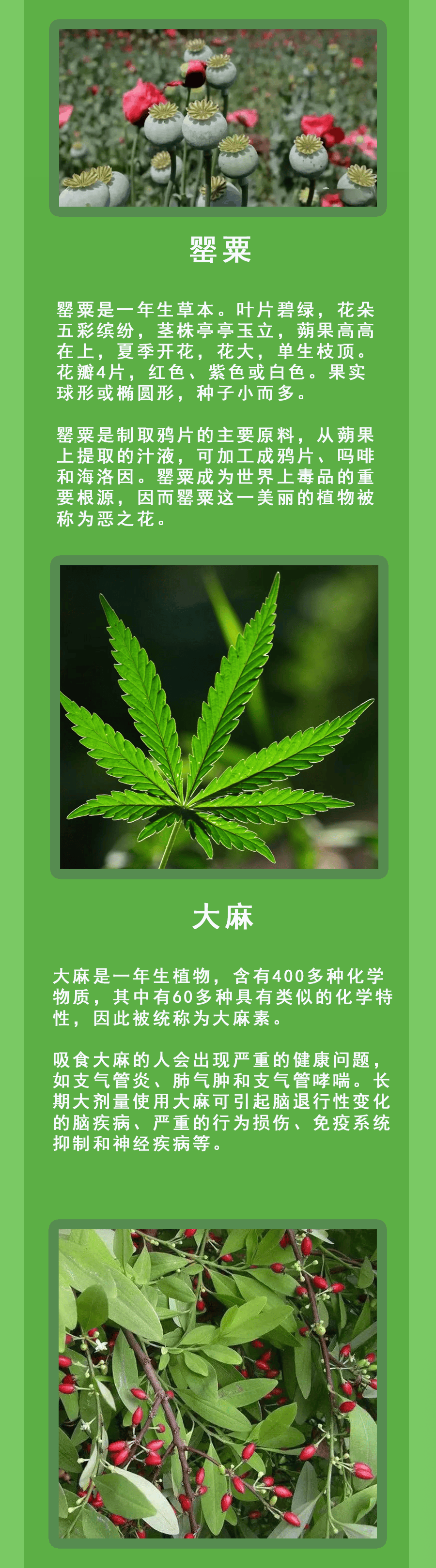 全面踏查，确保罂粟“零种植”！