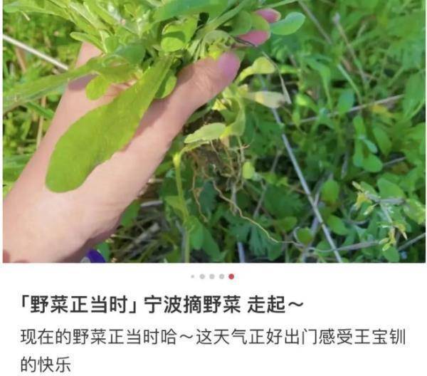 挖不完，根本挖不完……但这些不能吃！