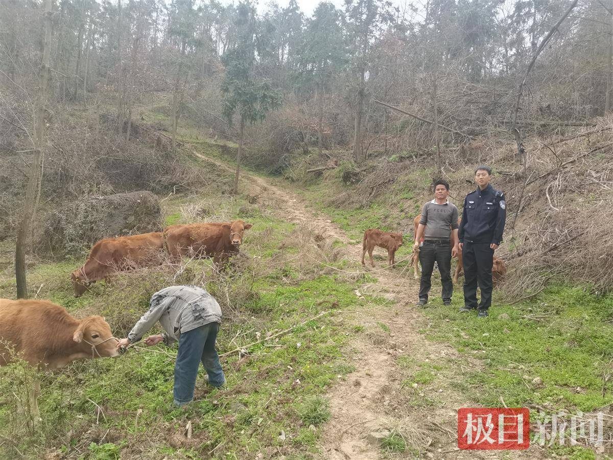 母牛带着小牛犊暴走8公里出逃，老主人笑了：“下了崽带回来让我们瞧瞧”