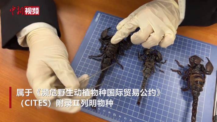 旅客说是药材，北京海关却发现是非洲帝王蝎