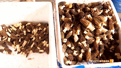 男子花5000元订购野生菌，货没收到对方竟失联了……