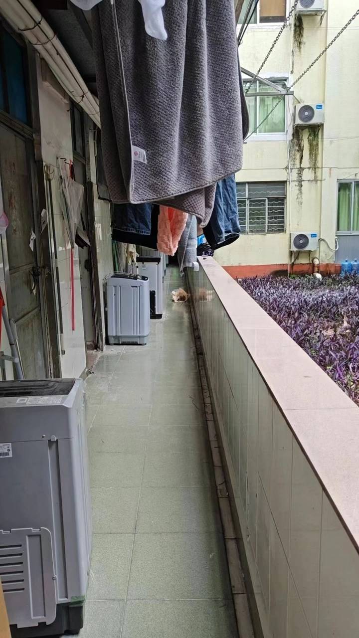 暨南大学学生反映宿舍霉菌遍布甲醛超标 称有人因此发烧过敏 校方回应
