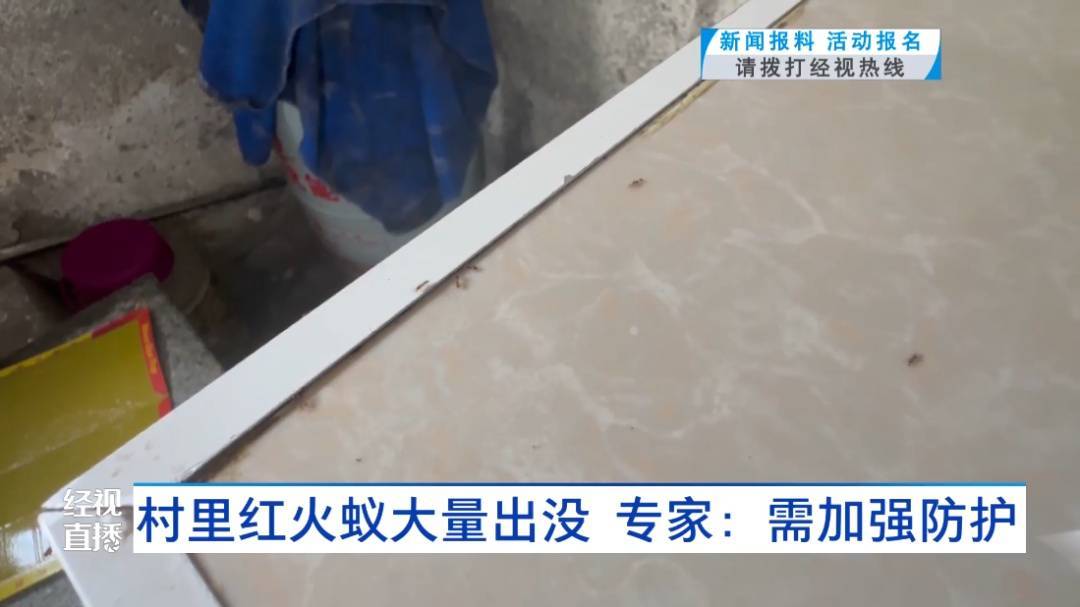 当心！武汉一村子里出现大量入侵物种！对人有攻击性，严重会致人休克！专家提醒