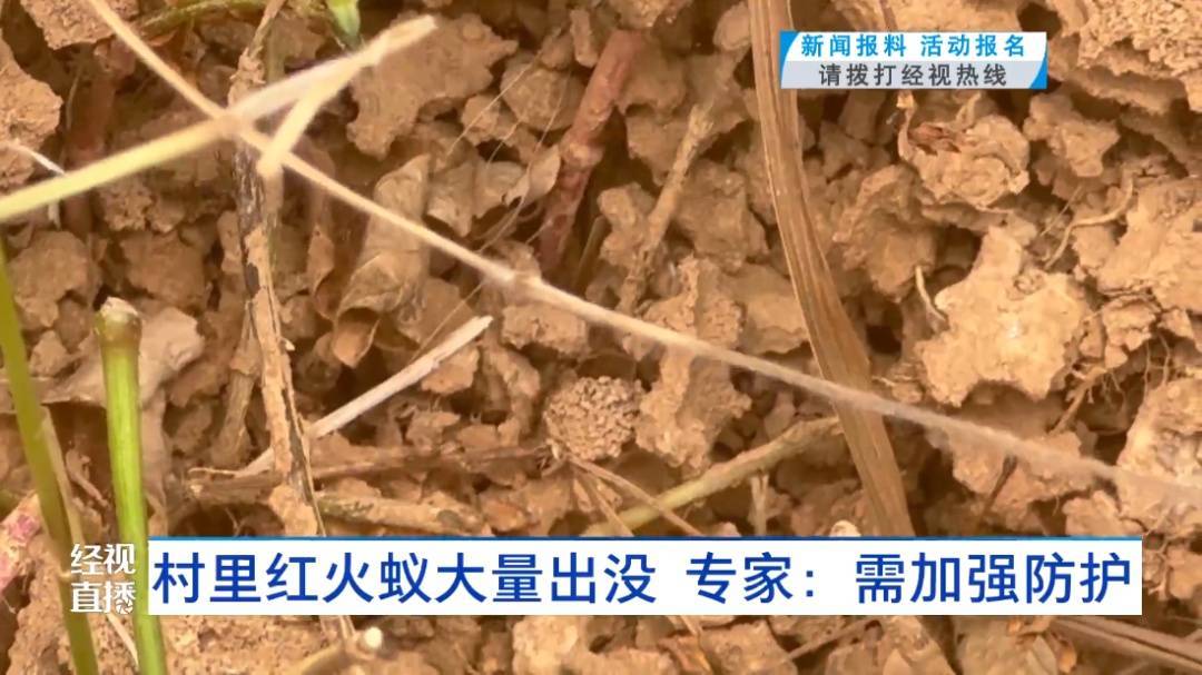 当心！武汉一村子里出现大量入侵物种！对人有攻击性，严重会致人休克！专家提醒