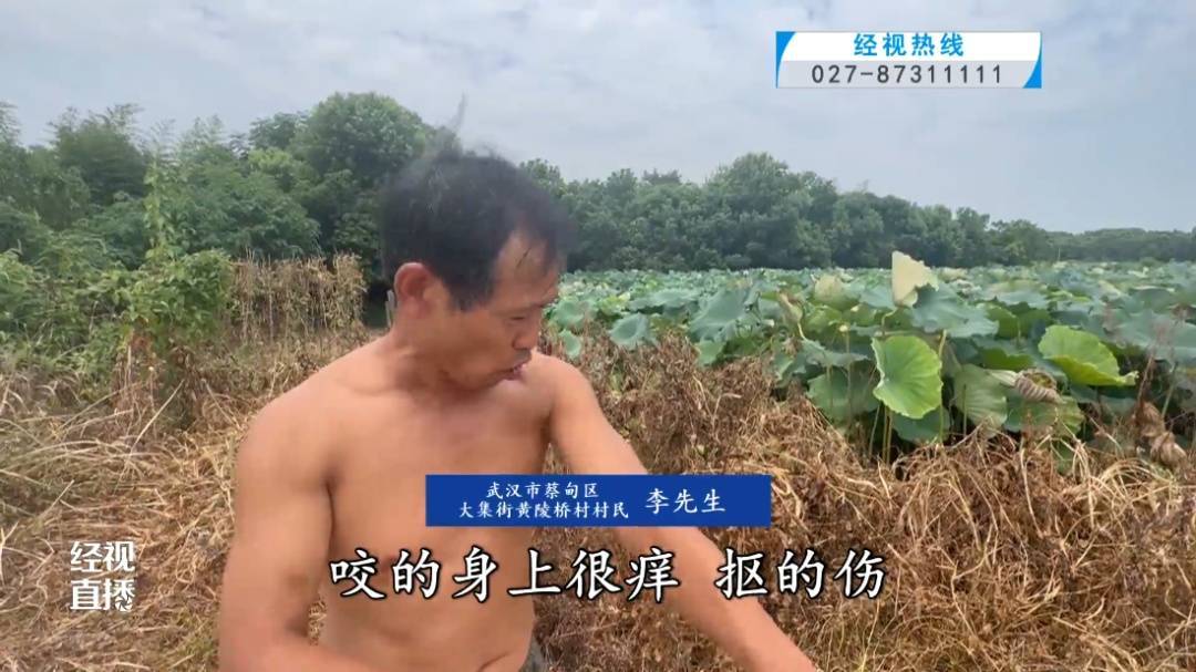 当心！武汉一村子里出现大量入侵物种！对人有攻击性，严重会致人休克！专家提醒