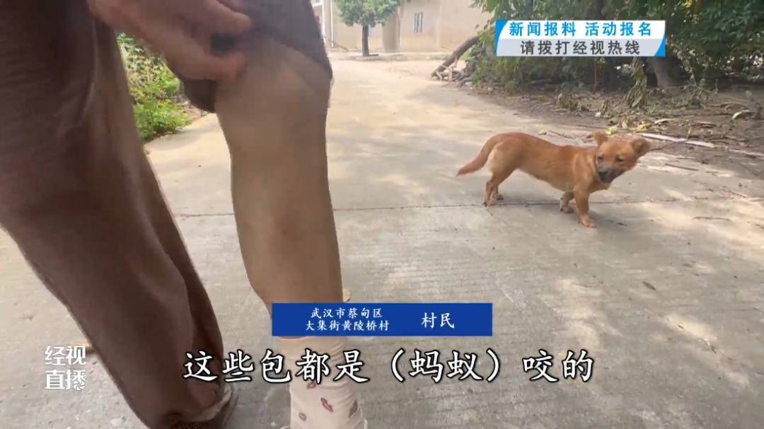 当心！武汉一村子里出现大量入侵物种！对人有攻击性，严重会致人休克！专家提醒