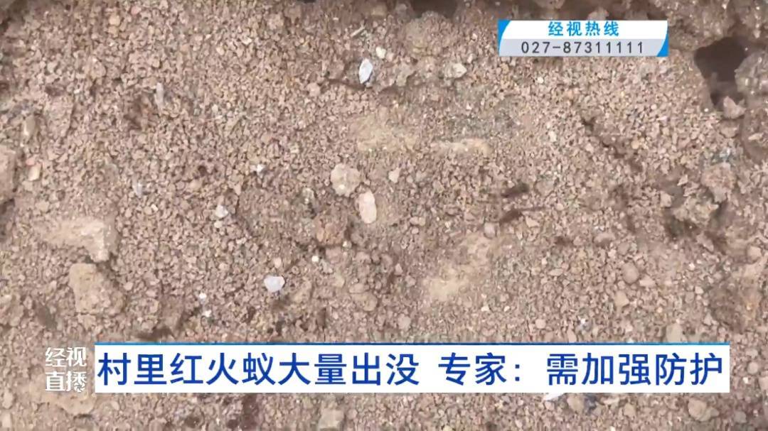 当心！武汉一村子里出现大量入侵物种！对人有攻击性，严重会致人休克！专家提醒