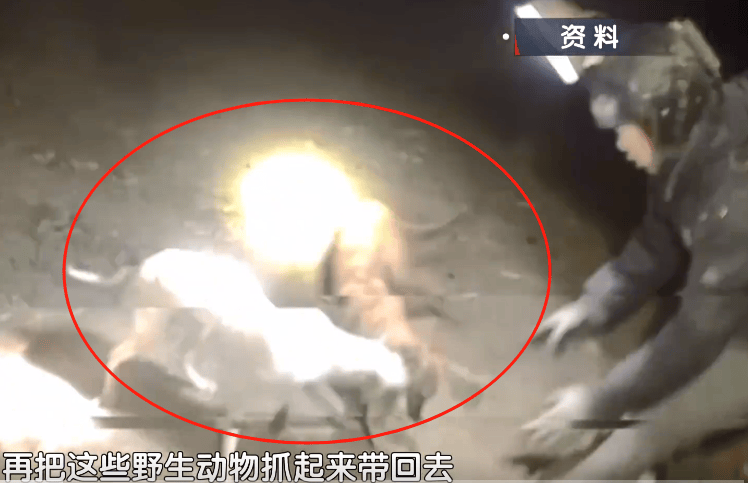 太残忍！通州这里惊现一群“猎人”：夜间放狗追捕动物，还拍视频炫耀？公诉！