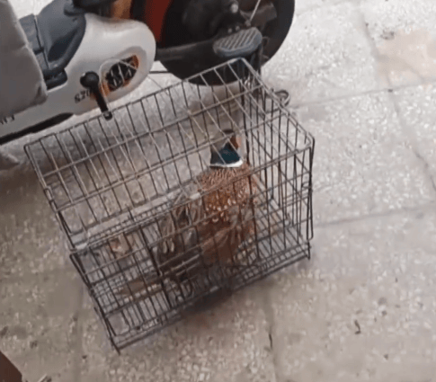 太残忍！通州这里惊现一群“猎人”：夜间放狗追捕动物，还拍视频炫耀？公诉！