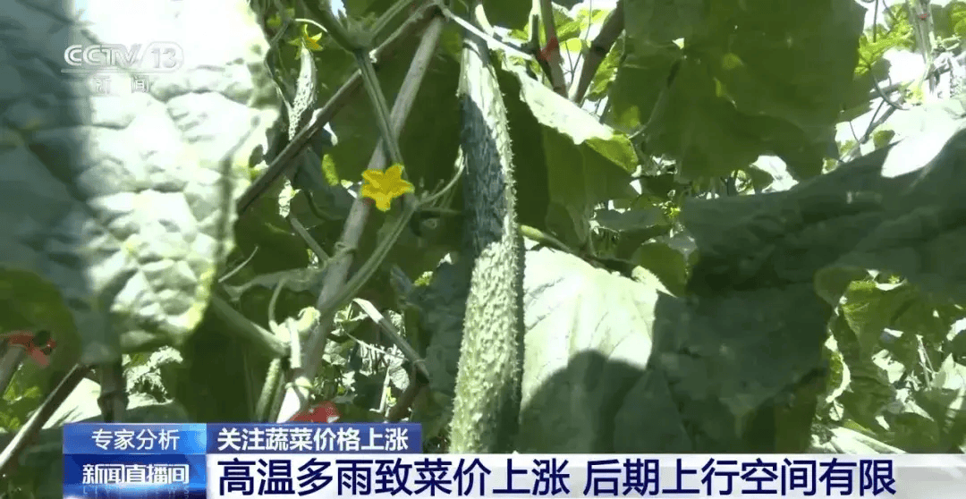 北京：预计“三伏天”结束后，蔬菜价格将逐步回落