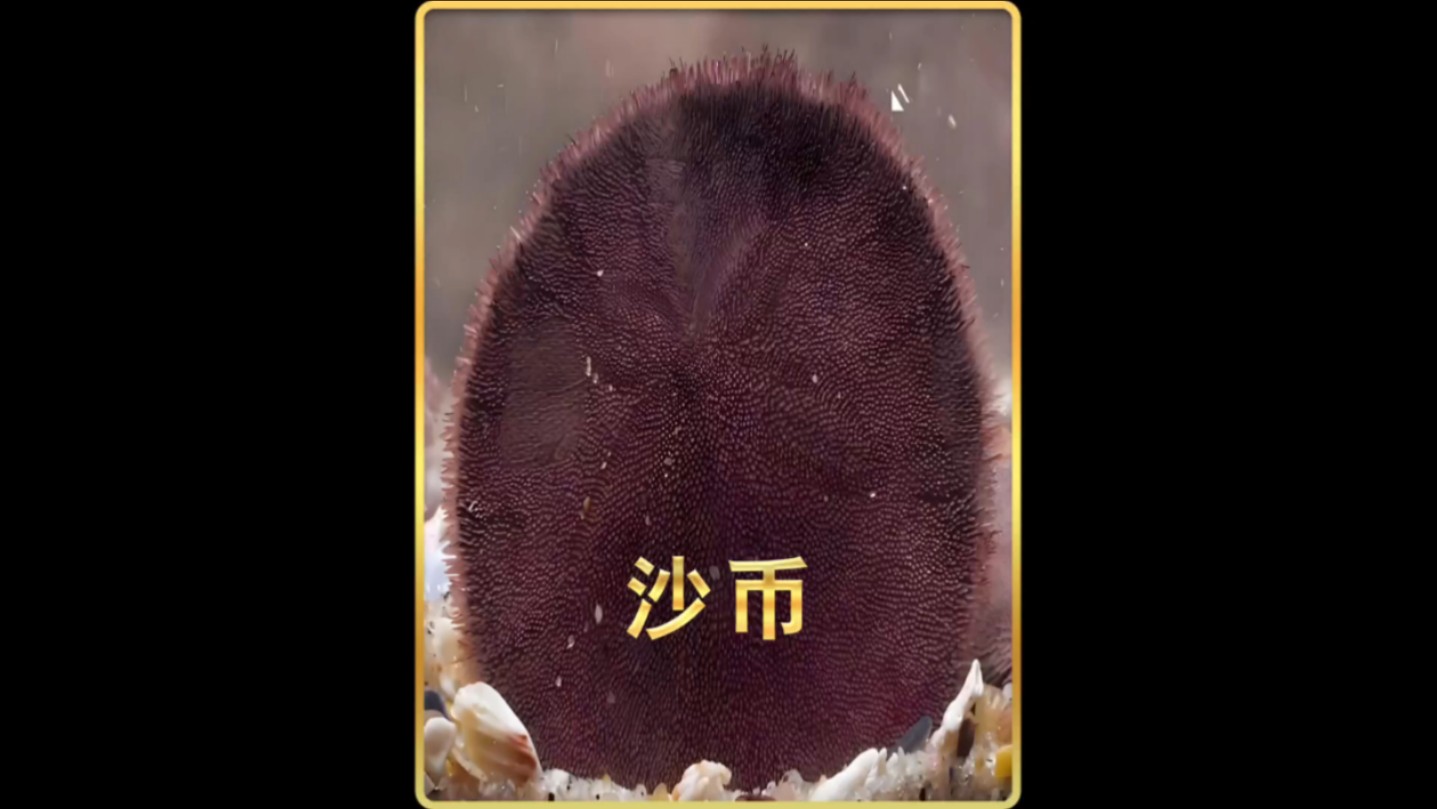 海币(女子携500亿元比特币出逃受害者发声)